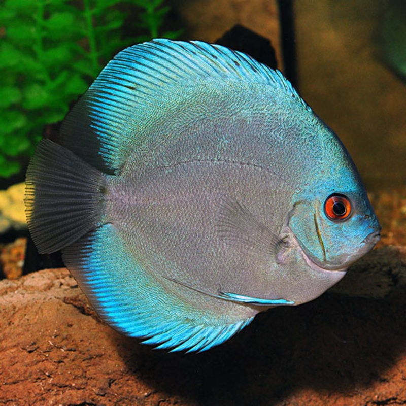 Blue Diamond Discus 6 cm (MALAYSIAN IMPORT)
