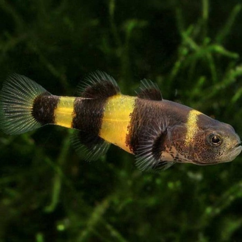 Bumblebee Goby
