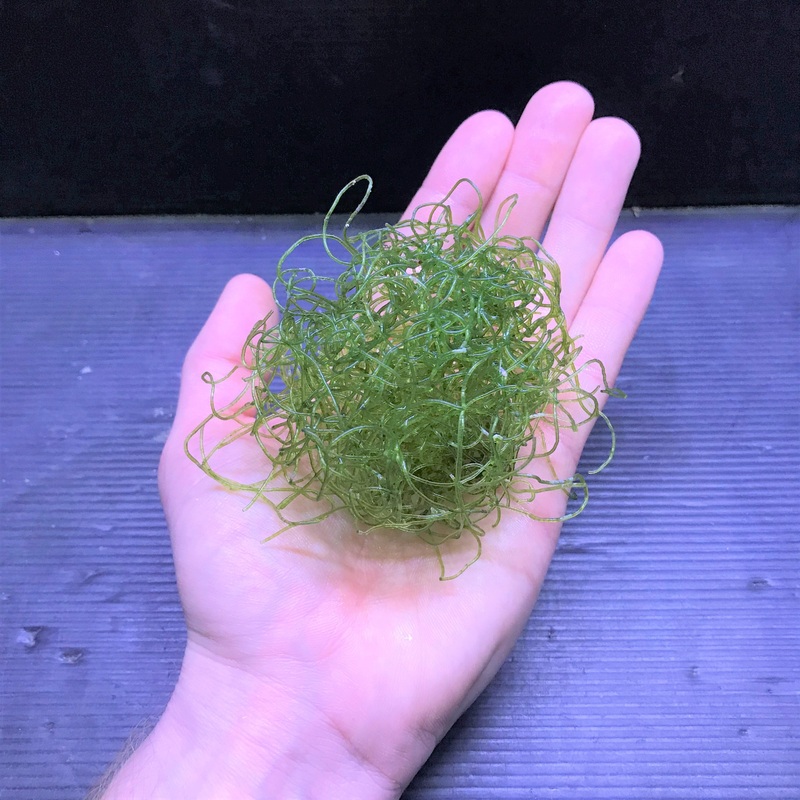 Chaetomorpha Algae Chaeto Macroalgae