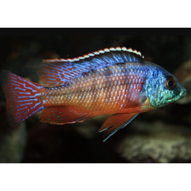 Cichlid
