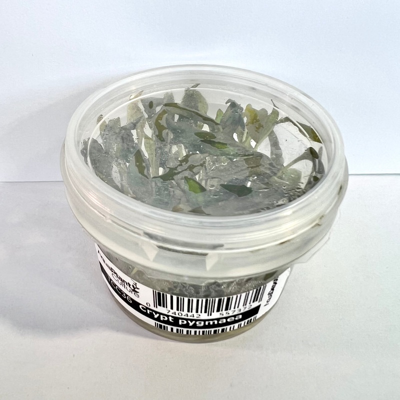 Cryptocoryne pygmaea - Tissue Culture