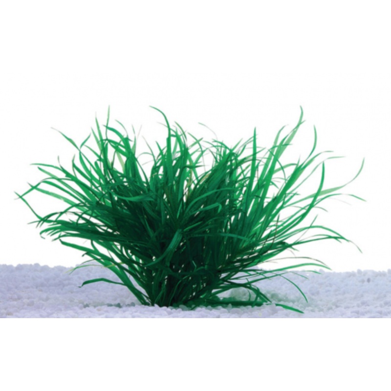 Dwarf Blyxa