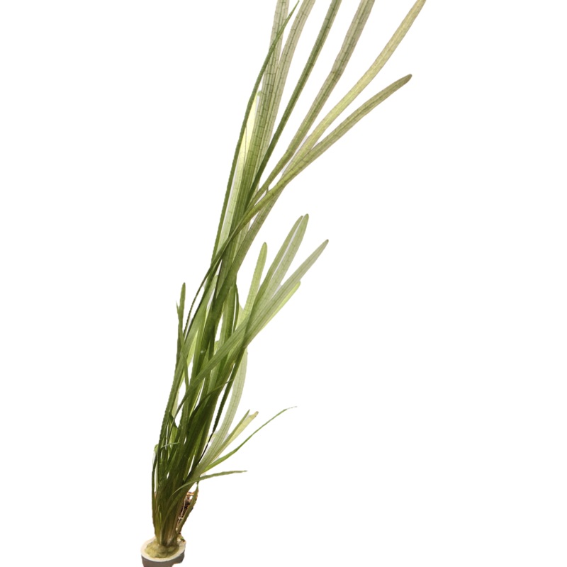 Dwarf Sagittaria