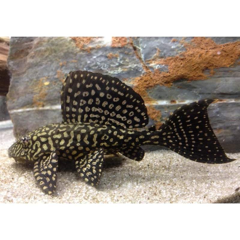 Gold Spot Pleco 5cm