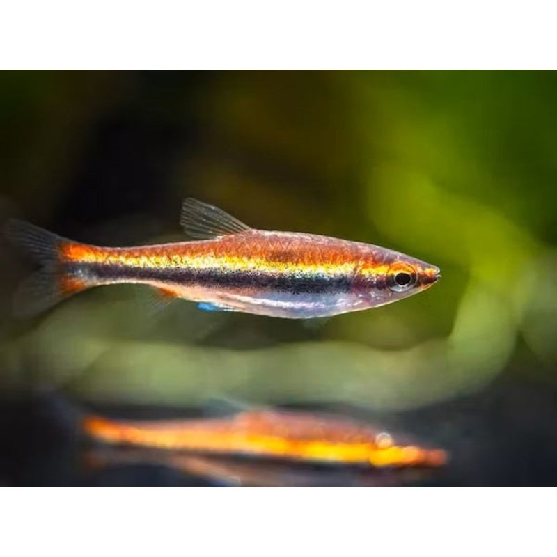 Golden Pencilfish (Red Var.)