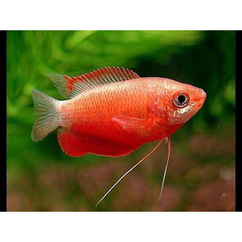 Gourami 4-5 Cm