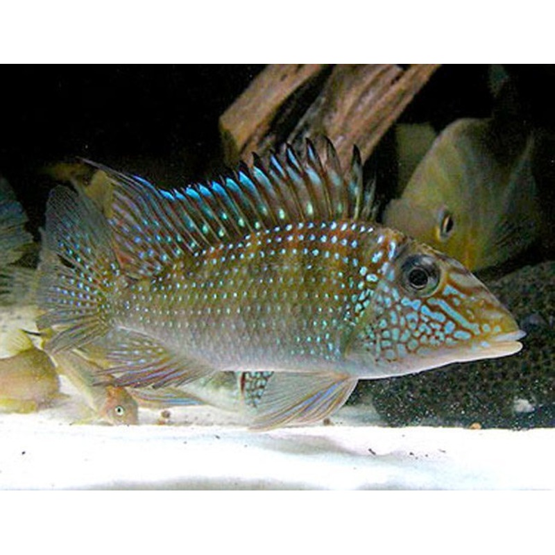 Green Horseface 5.0 Cm
