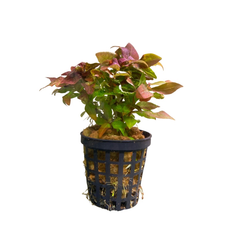 Hygrophilia Kompact 5cm Pot