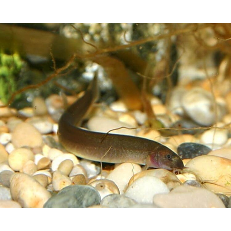 Kulhi Loach Black