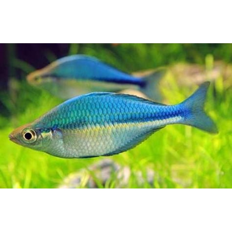 Lacustris Rainbow 3.5-4.0 Cm