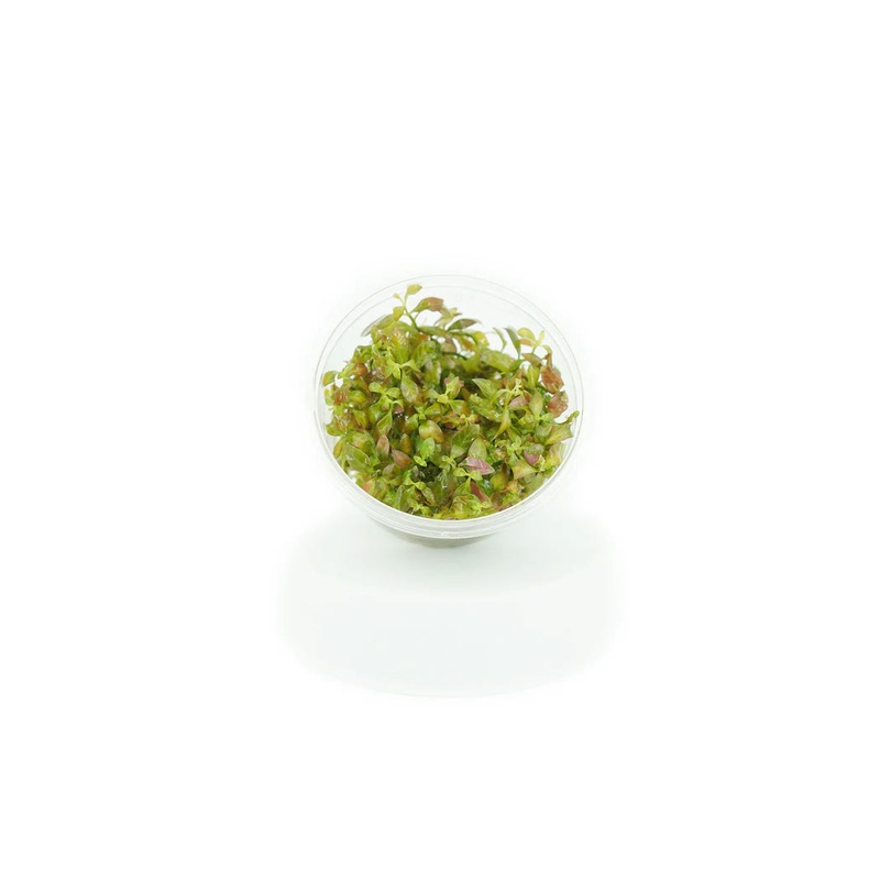 Ludwigia Inclinata Dark Orange - Tissue Culture