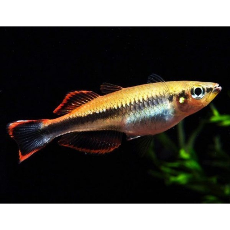 Madagascar Rainbow
