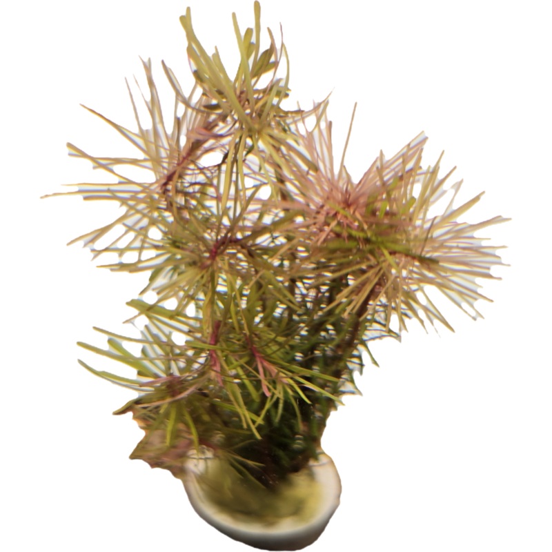 Myriophyllum sp. 'Guyana'