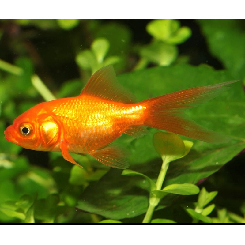 Nymph Goldfish 5cm
