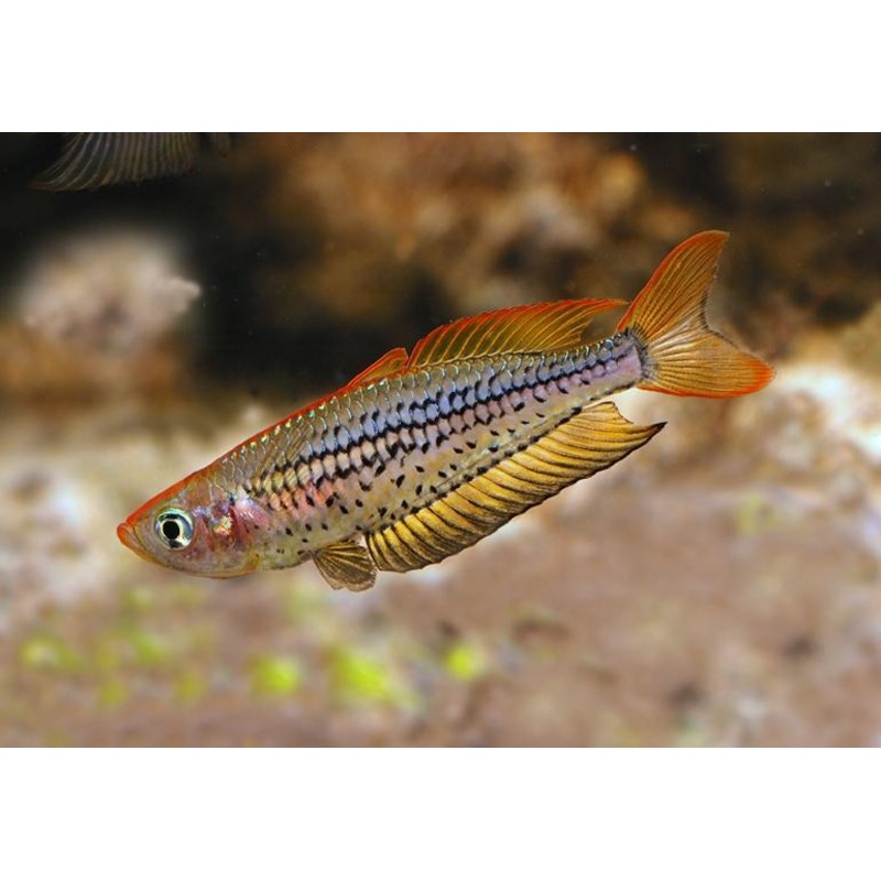 Papuan rainbow