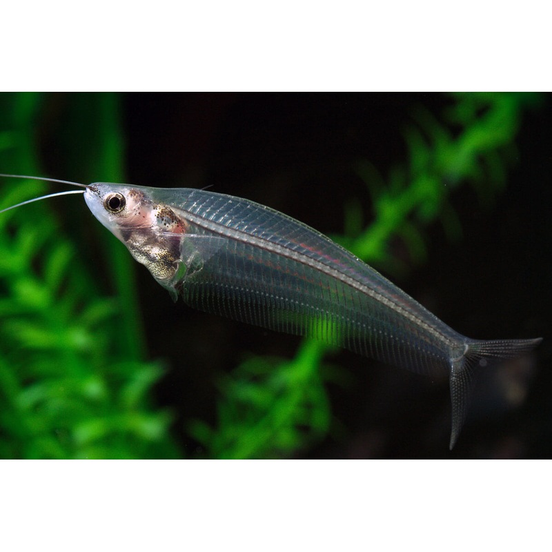 Phantom Glass Catfish 5cm