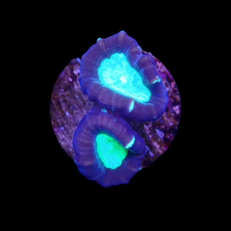 Purple and Green Candy Cane Caulastrea - Frag