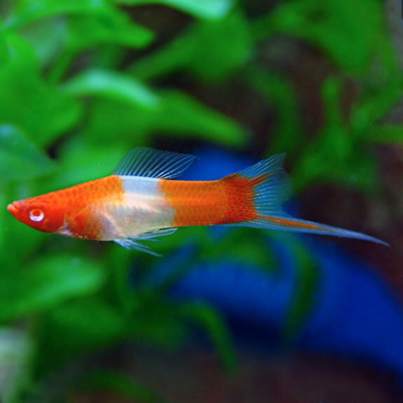 Red and Grey Koi Swordtail