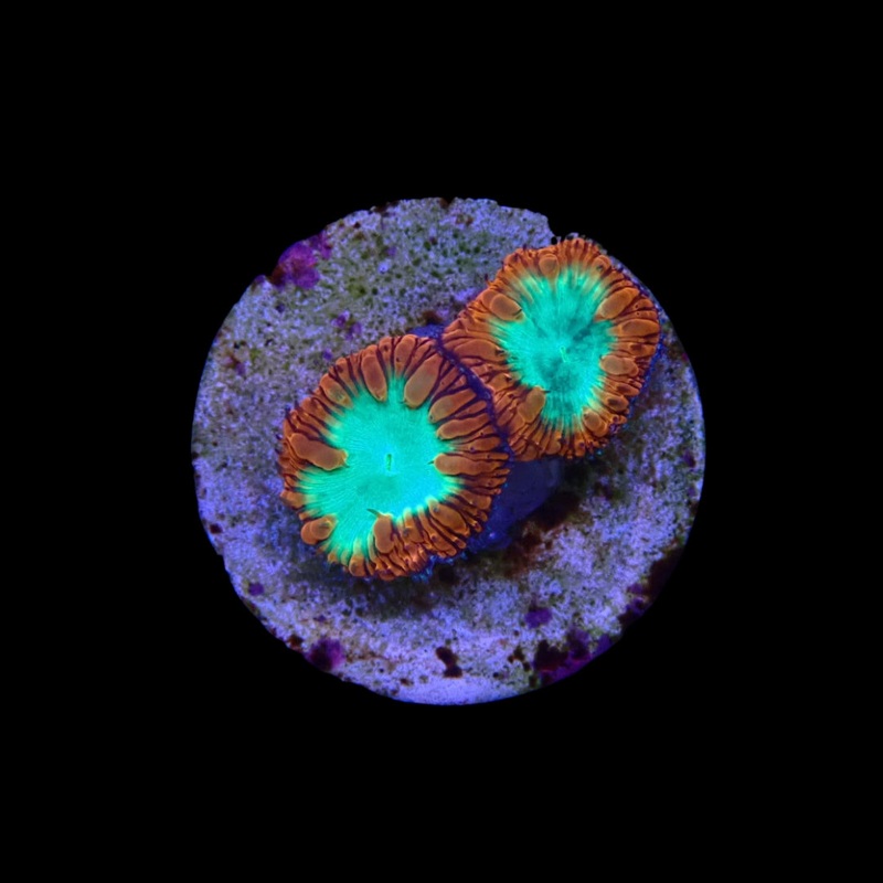 Red Green Blastomussa - Frag