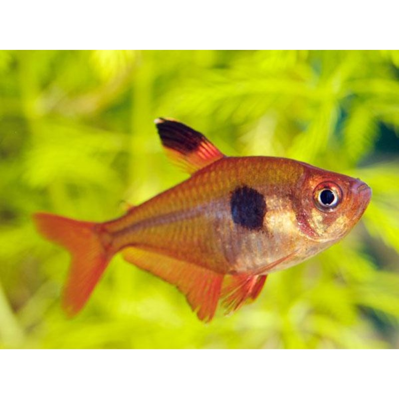 Rosy Tetra 3.5 Cm