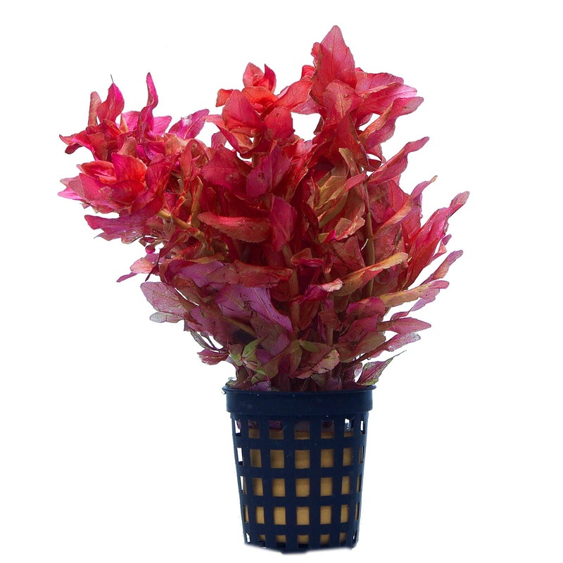 Rotala Macrandra Pot