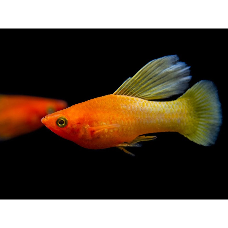 Ruby Nose Hi Fin Platy