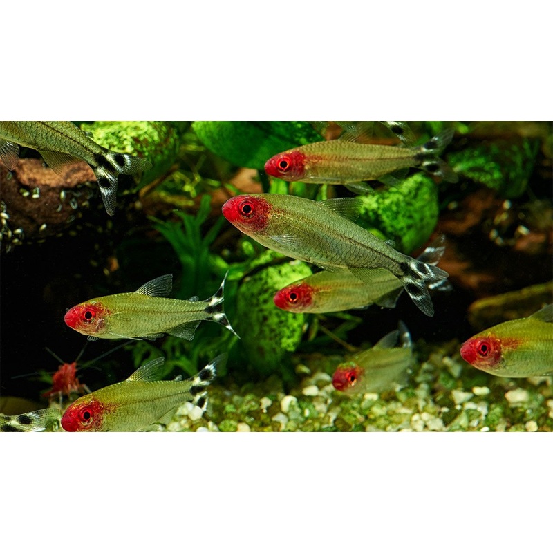 Rummynose Tetra 3.0-3.5 Cm