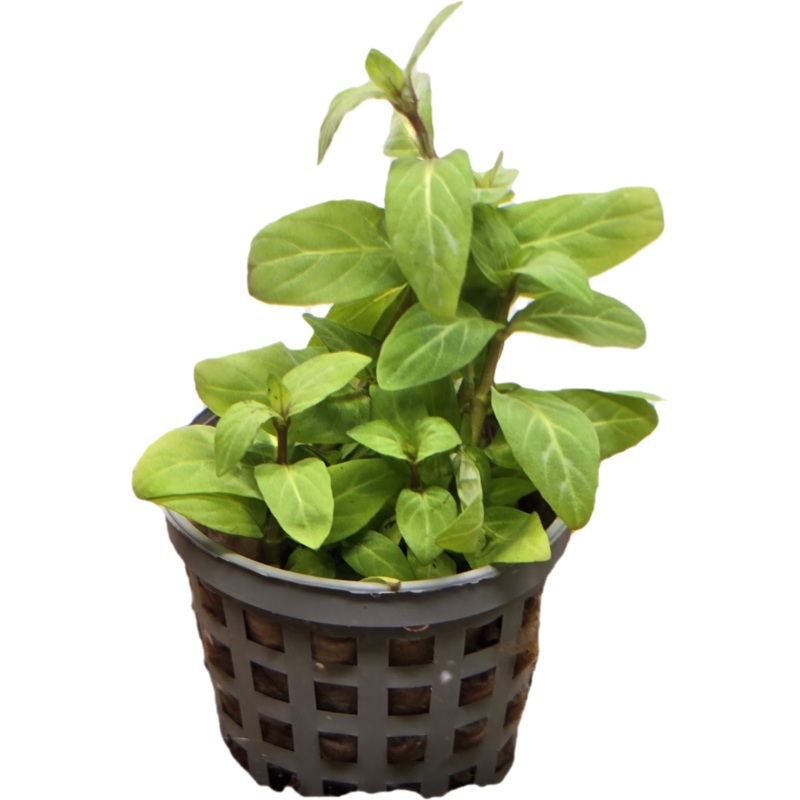 Staurogyne repens