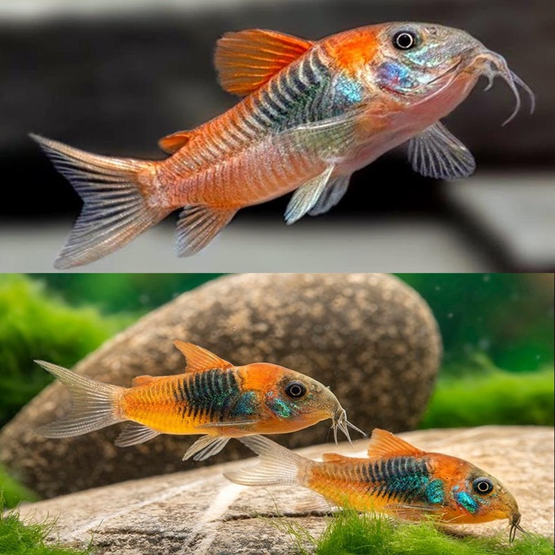 Venezuelan Corydoras