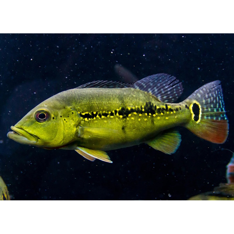 Xingu Peacock Bass 15cm