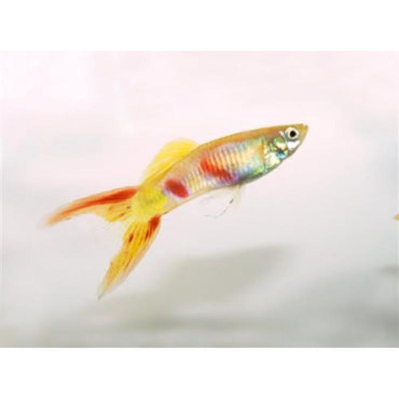 24K Gold Guppy Male