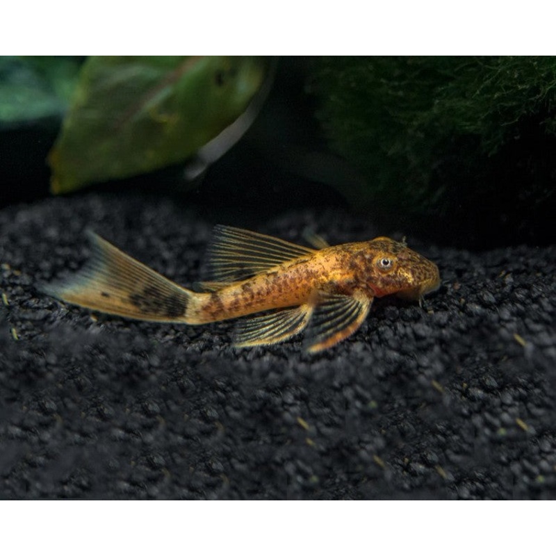 5cm Marble Bristlenose Catfish