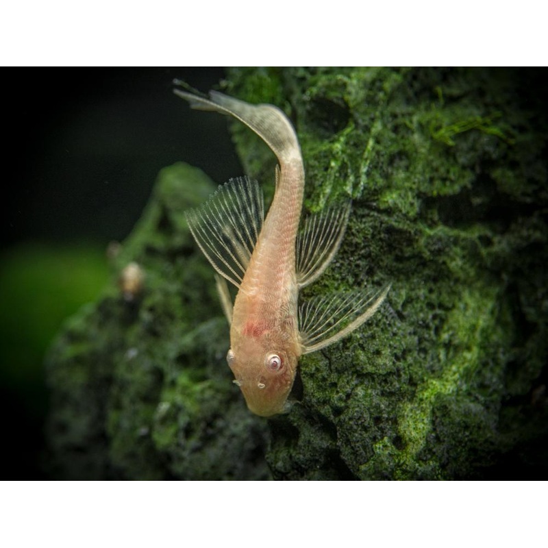 Albino Long Fin Bristlenose Catfish 3cm