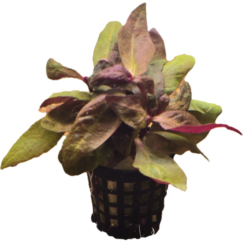 Alternanthera cardinalis