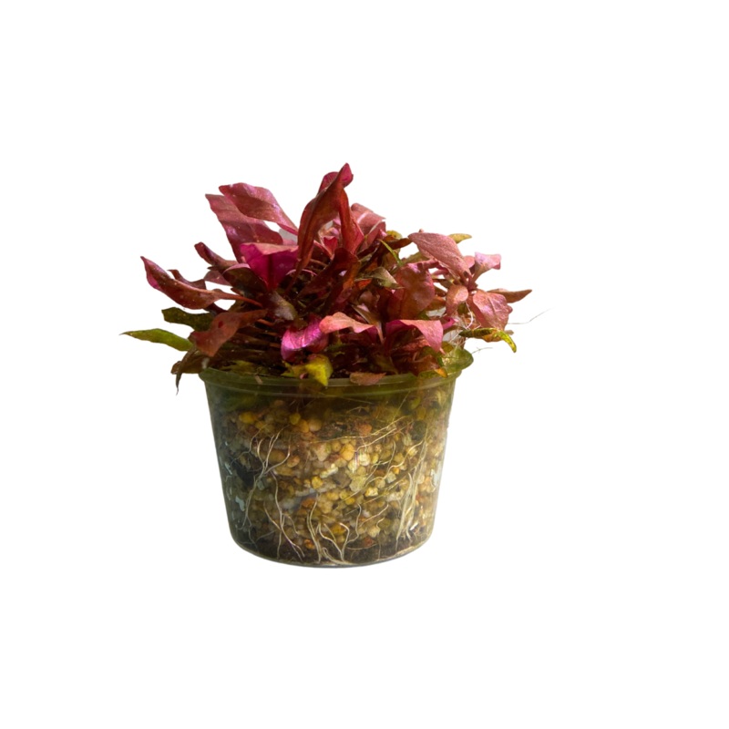 Alternanthera reineckii (A.R) Mini Pot