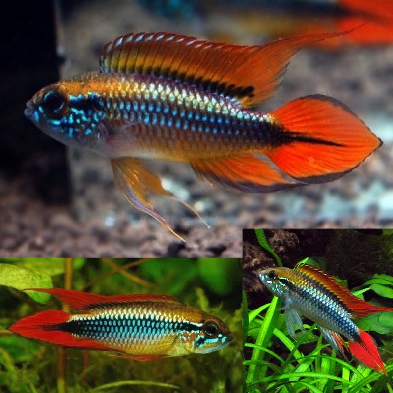Apistogramma Agassizii Double Red