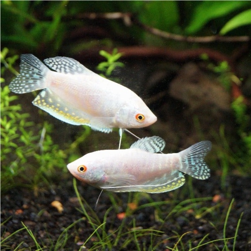 Assorted Gourami