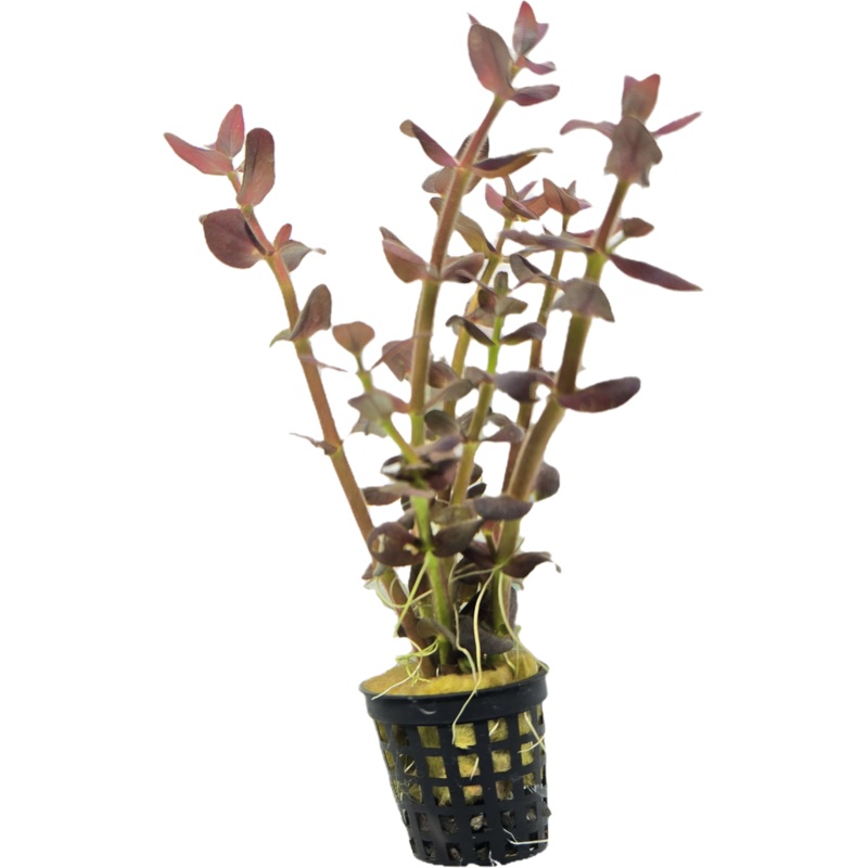 Bacopa Purple