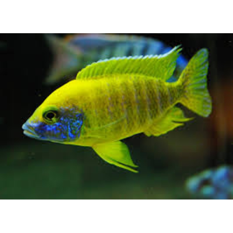Benga Sunshine Peacock Cichlid