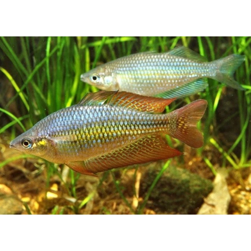 Bleheri rainbow fish