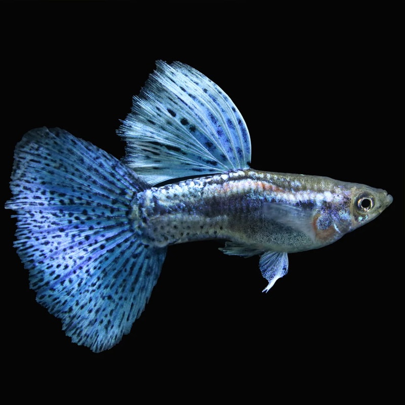 Blue Grass Guppy Female