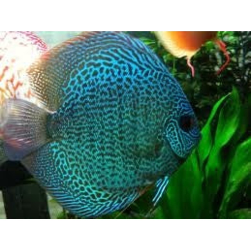 Blue Snakeskin Discus 5.0-6.0 Cm