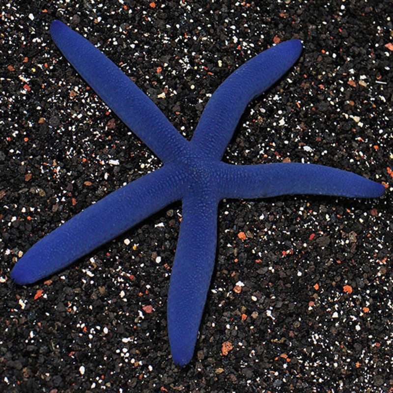 Blue Starfish