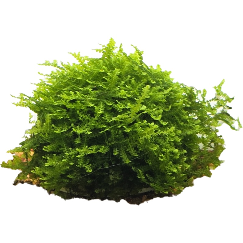 Buce Moss Dome