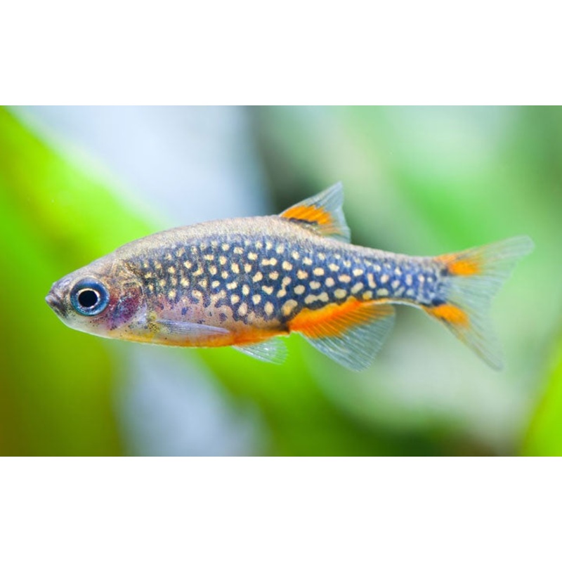 Celestial Pearl Danio - CPD aka Galaxy Rasbora