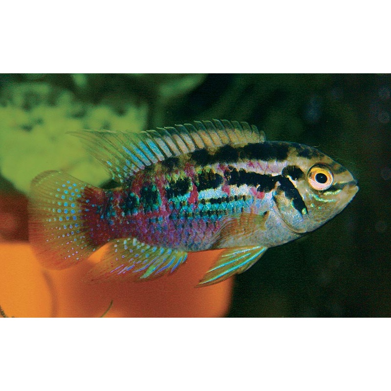 Dwarf Acara - Laetacara Araguaiae