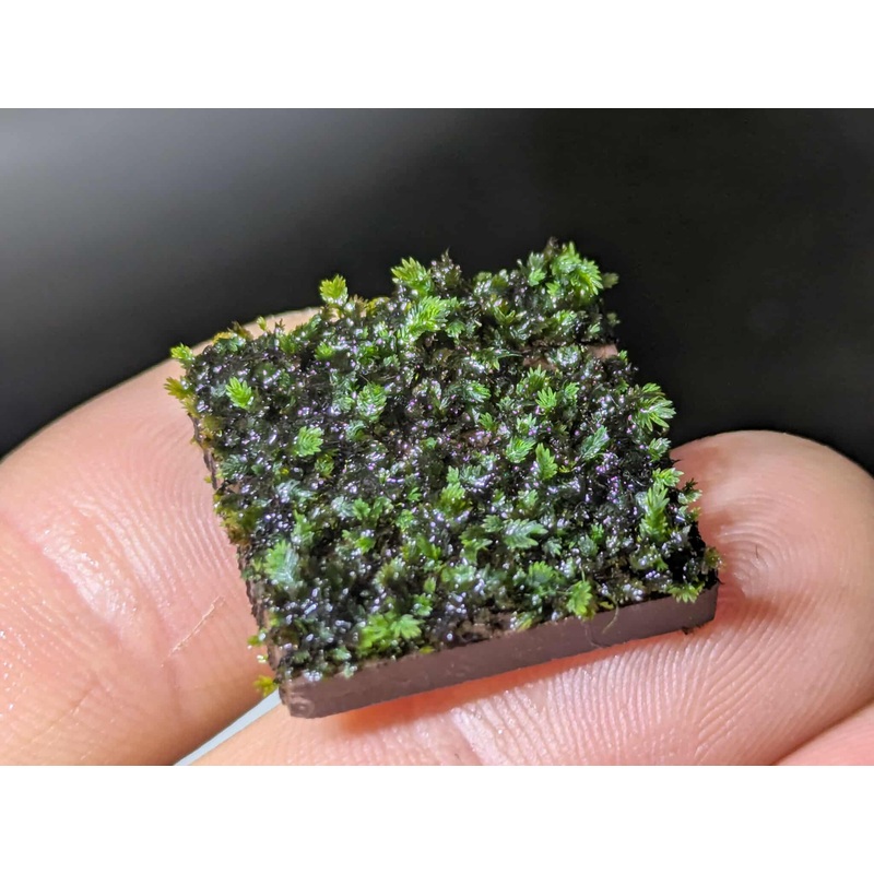 Fissidens splachnobryoides (Splachno Moss)