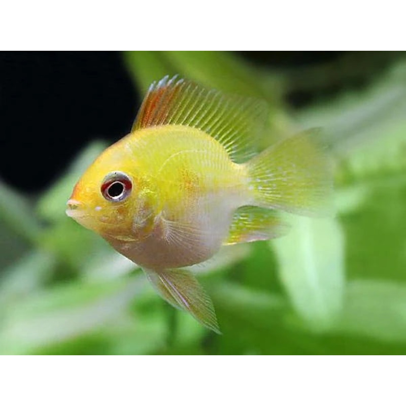 Gold Balloon Ram