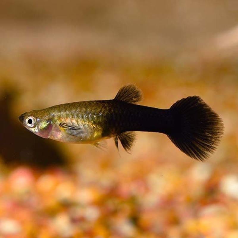 Gold Black Male Guppy