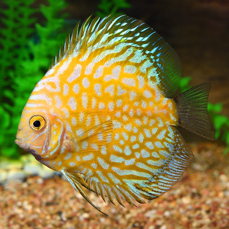 Golden Checkerboard Discus 15cm